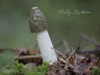 Stinkzwammen [Phallaceae]